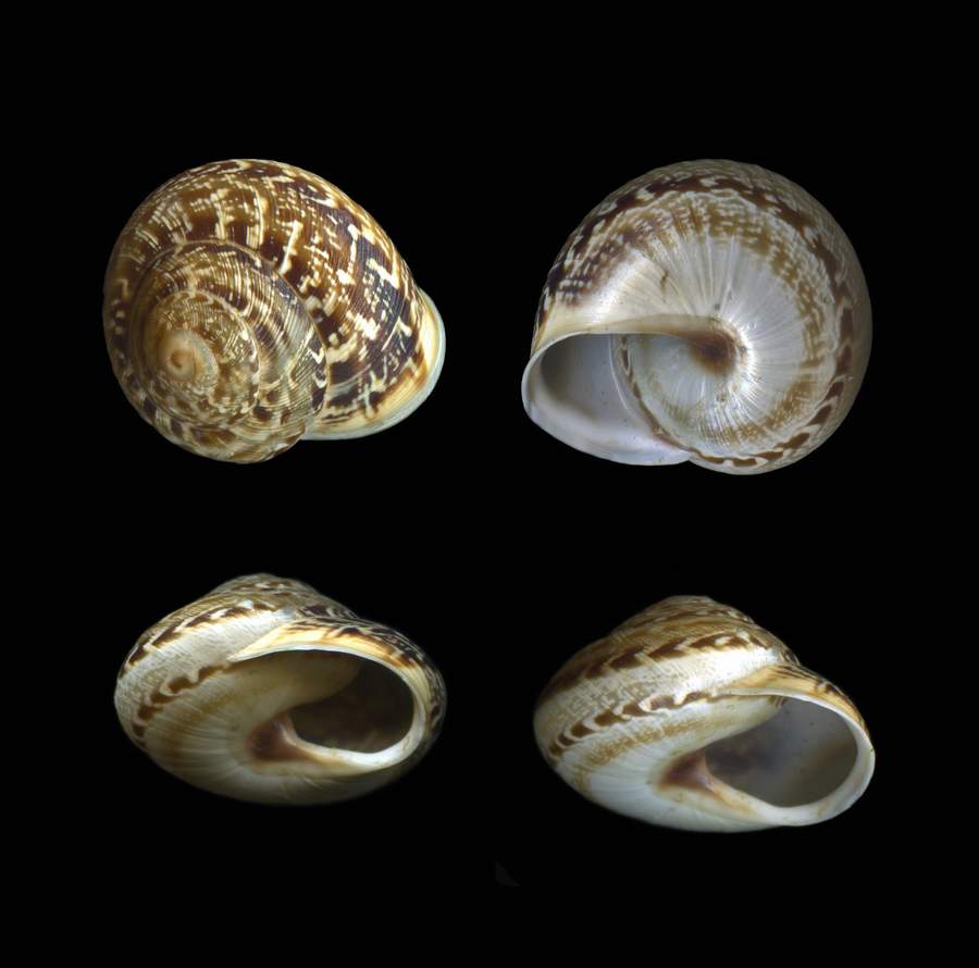 Helicidae Marmorana (Marmorana) serpentina (Frussac, 1821)